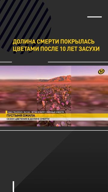 Долина Смерти покрылась цветами после 10 лет засухи