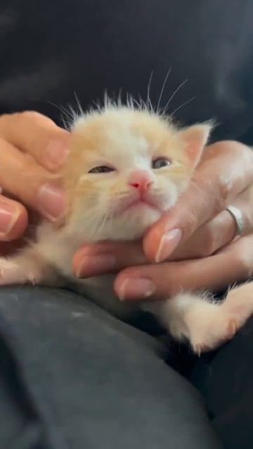 Клип @meowtaverse