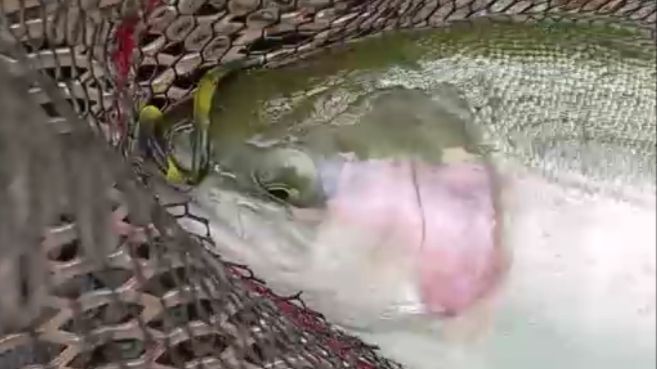 Рыбалка на Спорт-зоне продолжается. Клёвое место Лосиный остров.