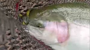 Рыбалка на Спорт-зоне продолжается. Клёвое место Лосиный остров.