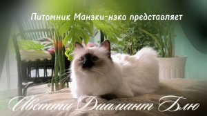 Иветти Диамант Блю - весна 2026