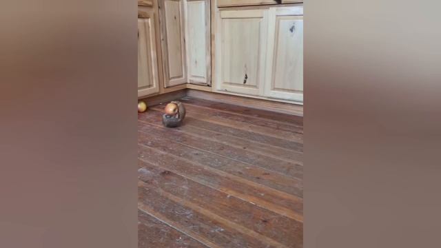 Броненосец ловит яблоко.