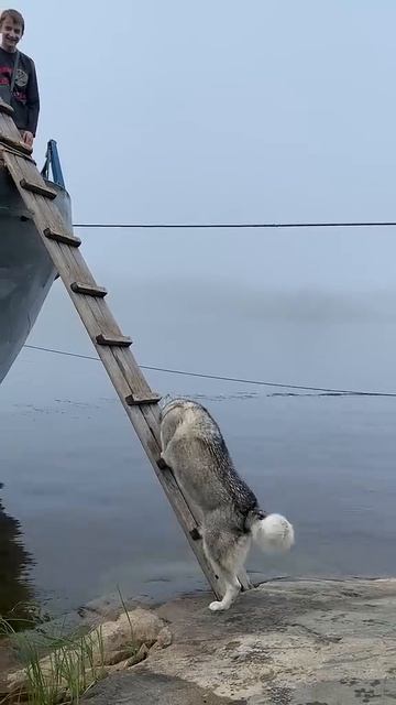 Умный хаски забирается по лестнице на борт лодки, где находятся люди