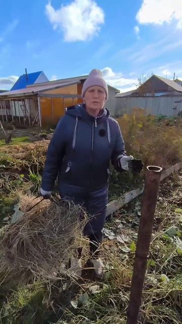 Ремонтантная малина