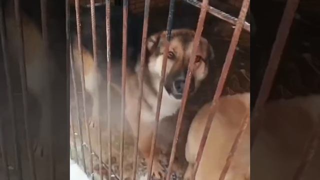 Уфа, Башкирия Мелкаши ‼️‼️‼️
Мы кричим 🆘🆘🆘🆘🆘🆘
Россия, откликнись 🙏
Смертники в башкирском