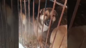 Уфа, Башкирия Мелкаши ‼️‼️‼️
Мы кричим 🆘🆘🆘🆘🆘🆘
Россия, откликнись 🙏
Смертники в башкирском
