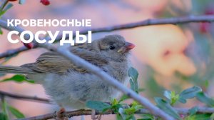 Кровеносные сосуды. Исцеление капилляров, вен, артерий | Саблиминал