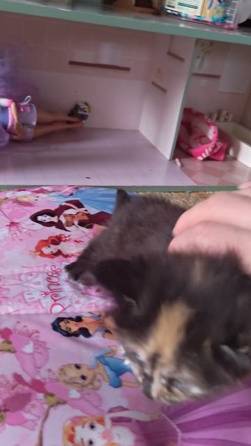 Кошачий домик