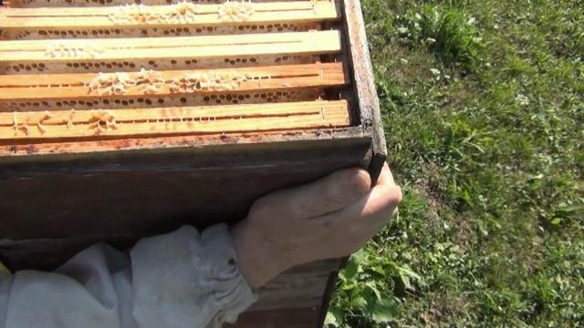 Бакфаст и его работа .......