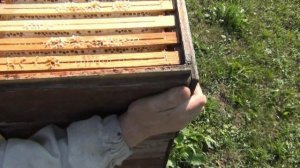 Бакфаст и его работа .......