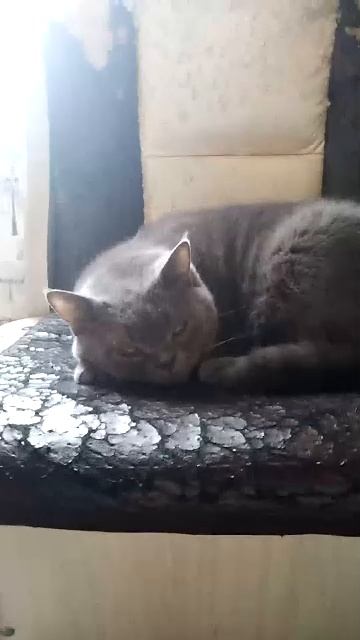 задонататьте 30 рублей бедному котику