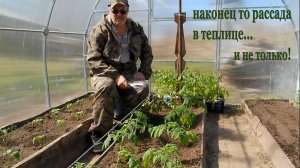 Наконец-то рассада в теплице... и не только.