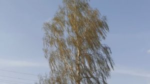 Березонька