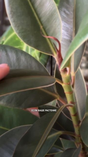 Как заставить растение проснуться?