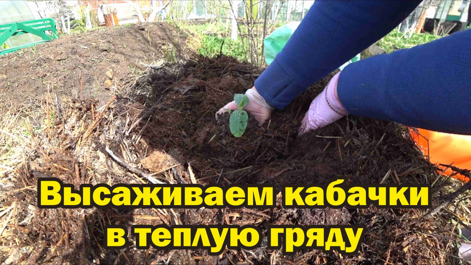 Высаживаем кабачки в теплую гряду