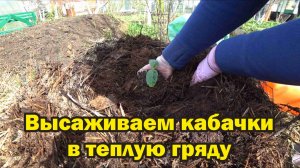 Высаживаем кабачки в теплую гряду