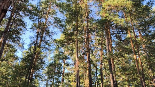 ЛЕС. СТОЛЬКО КРАСОТЫ ВОКРУГ ОТ 24.04.2026