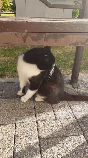 380. Кошка Алиса живет в Городской больнице #shorts