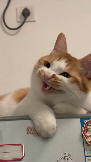 кошки издают странные звуки