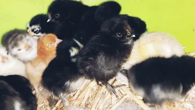 цыплята суточные первая партия