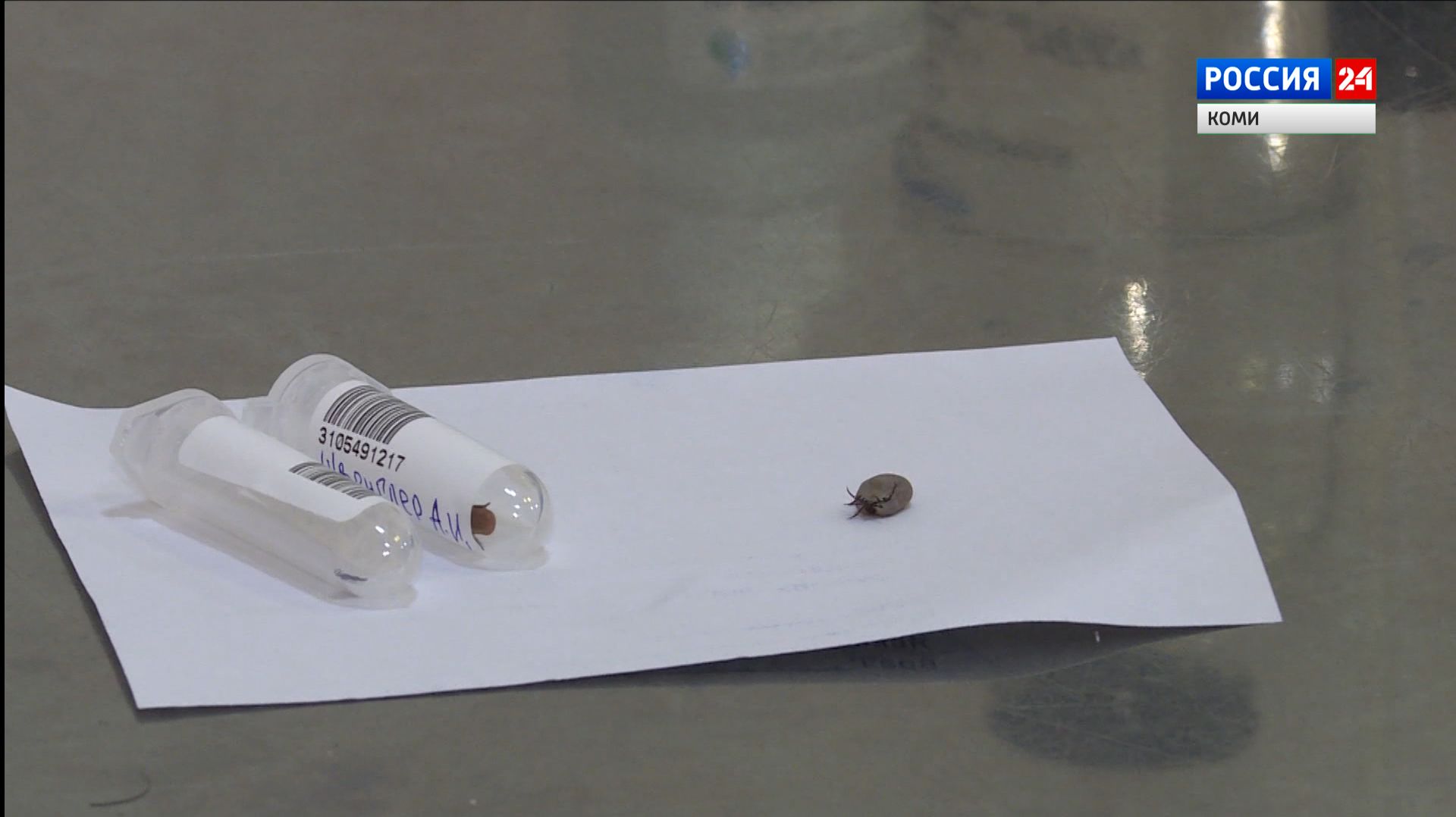 В Коми более сотни человек пострадали от укусов клещей