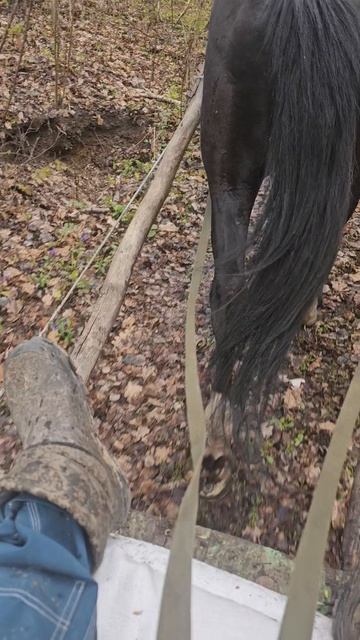 Мчим по лесу с мукой