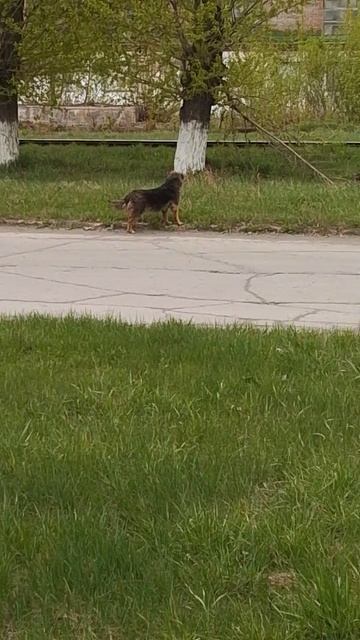 На кого смотрела собака