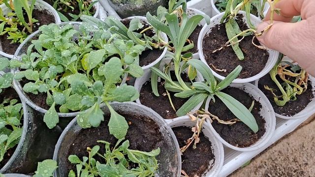 Наши 8,4 сотки🏡Обзор моей рассады цветов,которую я отвезла в теплицу.