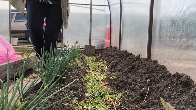 Дома не сидится, пойдёмте в теплицу! 🙋♀️