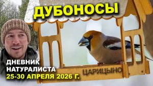Дубоносы и другие птицы Царицына. 25-30 апреля 2026 г. Дневник натуралиста