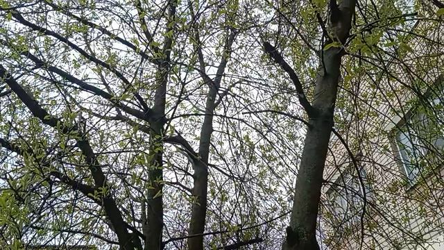 Стоят холода ‼️Начинает цвести Черемуха‼️