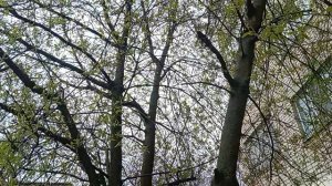 Стоят холода ‼️Начинает цвести Черемуха‼️