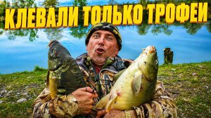 Клевали только ТРОФЕИ. ФЛЭТ-ФИДЕР и Очень Редкие Кадры! #рыбалка #флэтфидер #рыбалканаозере #карп