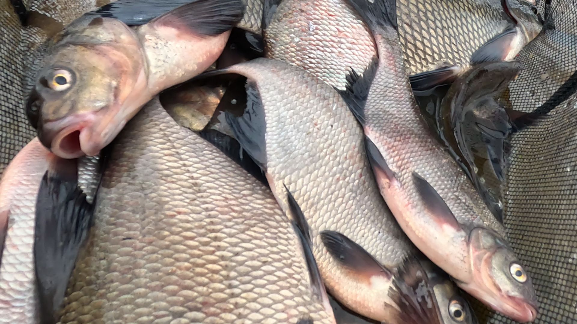 ЛЕЩИК ПРЁТ! Фидерная рыбалка на леща!