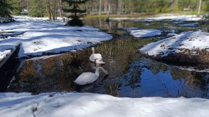 Видео снято 21 апреля 2026 года ❄️👀👍