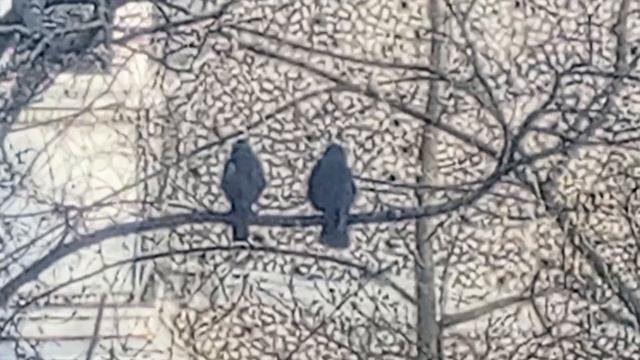 Две галки на ветке чистят свое оперенье. VID_20260329_173940