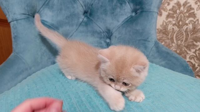 Шотландский котенок лиловый