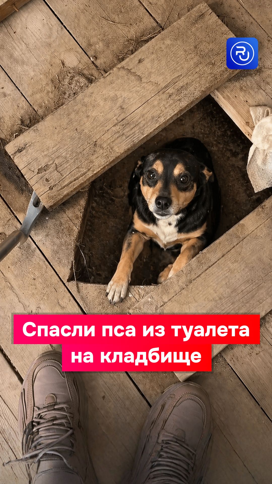 Спасли пса из туалета на кладбище