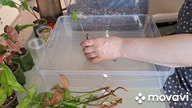 САЖАЮ СИНГОНИУМЫ.КОМНАТНЫЕ РАСТЕНИЯ(ЦВЕТЫ).