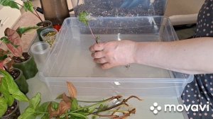 САЖАЮ СИНГОНИУМЫ.КОМНАТНЫЕ РАСТЕНИЯ(ЦВЕТЫ).