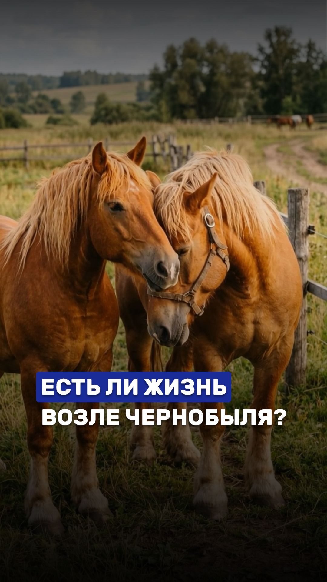 ‼️Кто до сих пор считает, что  земли возле Чернобыля непригодны для жизни? #чаэс #чернобыль