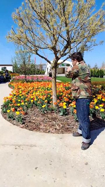 Тюльпаны и ветер.