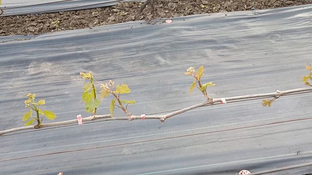 Мой виноградник на 29.04.26г. Виноградник Король В. Н. г.Краснодар тел. 8-918-62-41-307