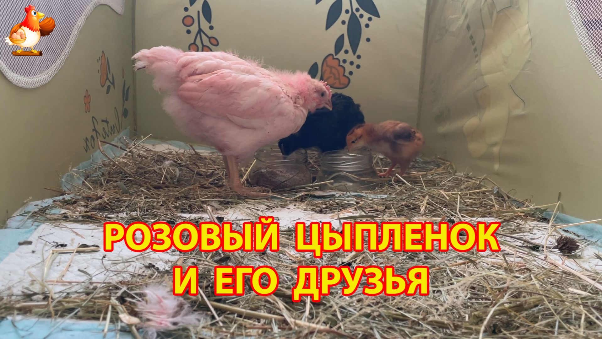 Розовый цыпленок и его друзья ч.2