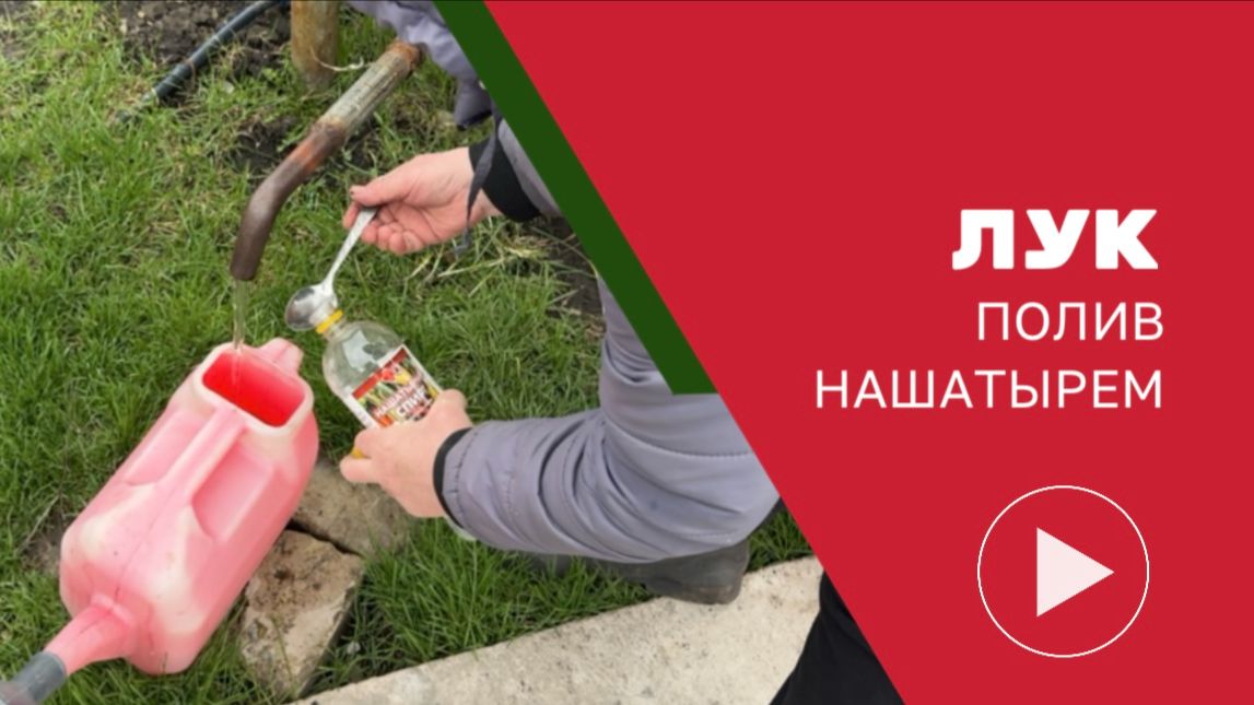 Полив и подкормка лука нашатырным спиртом