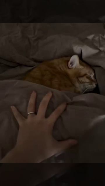 Спокойной ночи