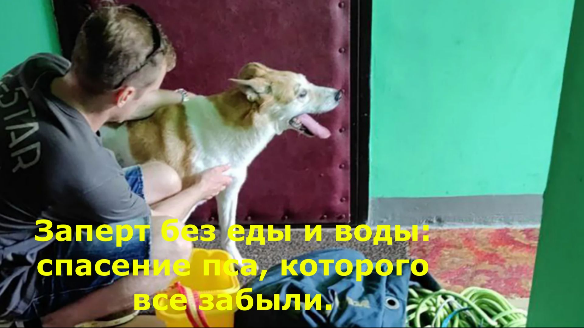 Заперт без еды и воды: спасение пса, которого все забыли.