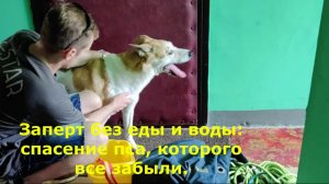 Заперт без еды и воды: спасение пса, которого все забыли.