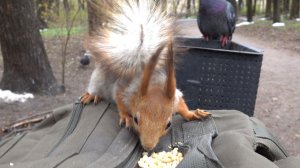 Голодные белки парка. Зарисовка