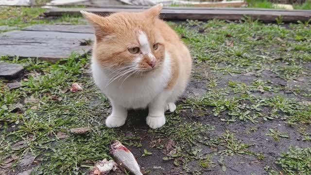 Угощение с любовью: свежая рыбка для моих пушистиков!